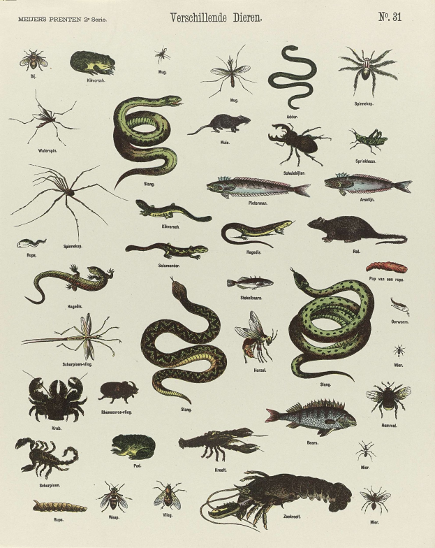 Ein Buchumschlag mit Abbildungen verschiedener Insekten und einer Schlange, begleitet von beschreibendem Text über die Tiere und ihre Lebensräume.