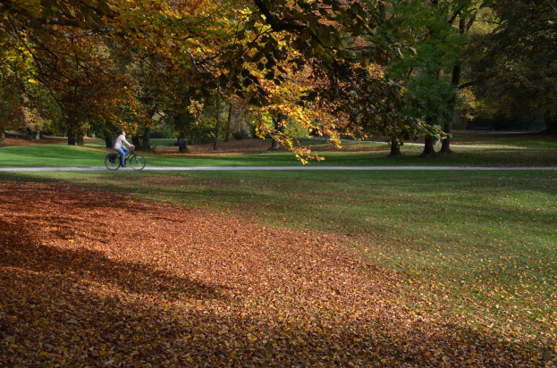 Eine Person fährt mit dem Fahrrad einen Parkweg entlang, der von Bäumen mit herbstlicher Laubfärbung gesäumt ist, der Boden ist mit abgefallenen Blättern bedeckt.