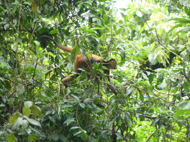 Ein Spinnenaffe mit braunem Fell, langer Schwanz und wachsamer Miene auf einem Baum sitzend umgeben von grünem Laub in Costa Rica.