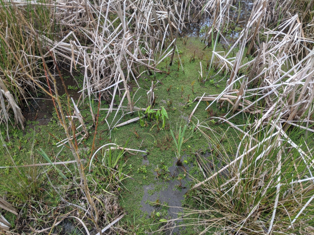 Ein kleiner, stiller Teich in einem Sumpfgebiet, umgeben von hohem Gras, Schilf und üppiger grüner Vegetation, mit klarem Wasser, das die Umgebung spiegelt.
