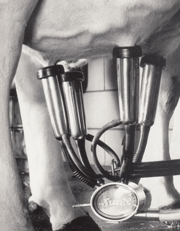 Ein Schwarz-Weiß-Foto einer Kuh mit einer Melkmaschine, die an ihren Eutern befestigt ist und mit ihren Beinen verbunden ist, mit einer Wand im Hintergrund.