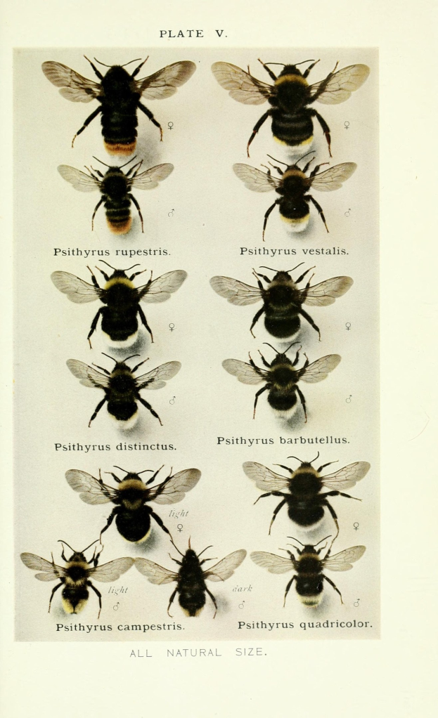 Buchumschlag mit mehreren Bienen in verschiedenen Größen und Farben mit fetter Schrift.
