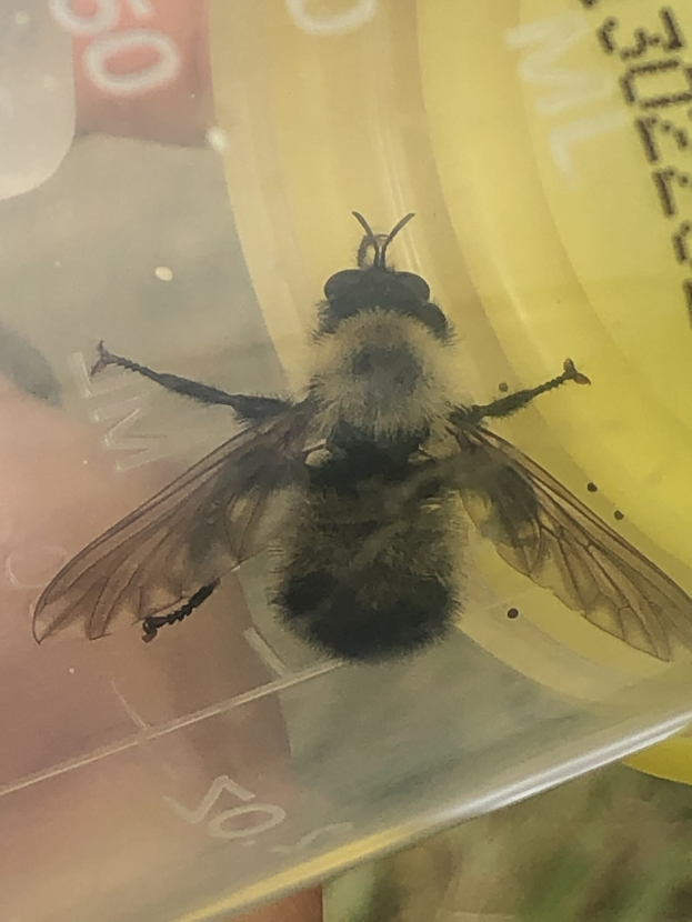 Nahaufnahme einer Arbeitsbiene in einem Plastikbehälter mit unscharfem Hintergrund.