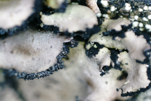 Nahaufnahme von schwarzen und weißen Totenkopfpilzen auf einem Felsen mit unscharfem Hintergrund.