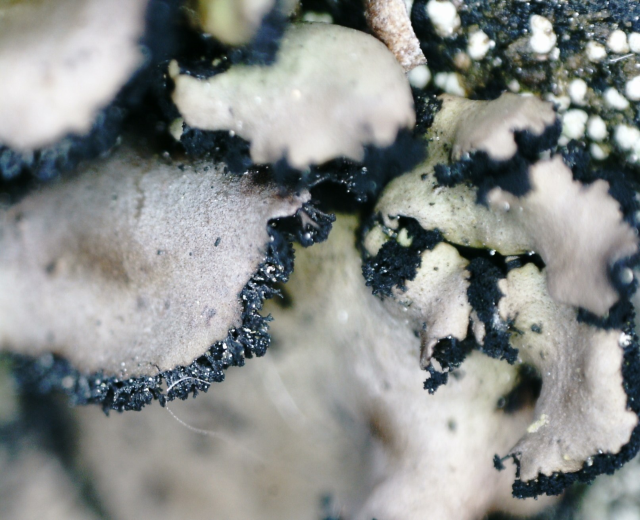 Nahaufnahme von schwarzen und weißen Totenkopfpilzen auf einem Felsen mit unscharfem Hintergrund.