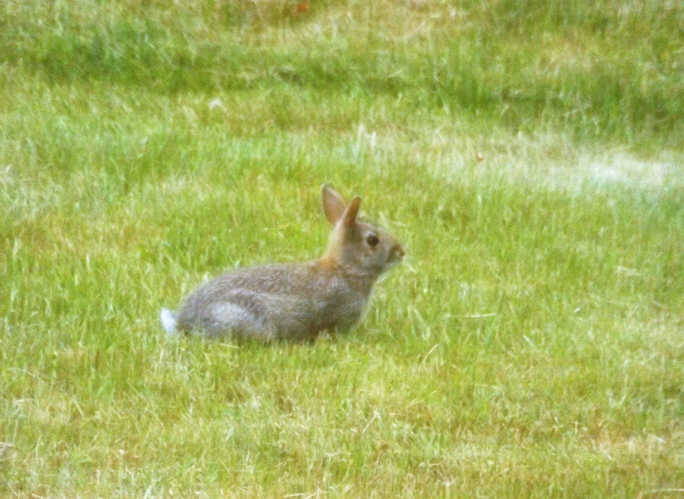 Ein braunes und schwarzes Kaninchen mit aufgerichteten Ohren sitzt aufmerksam in einer saftigen grünen Wiese.