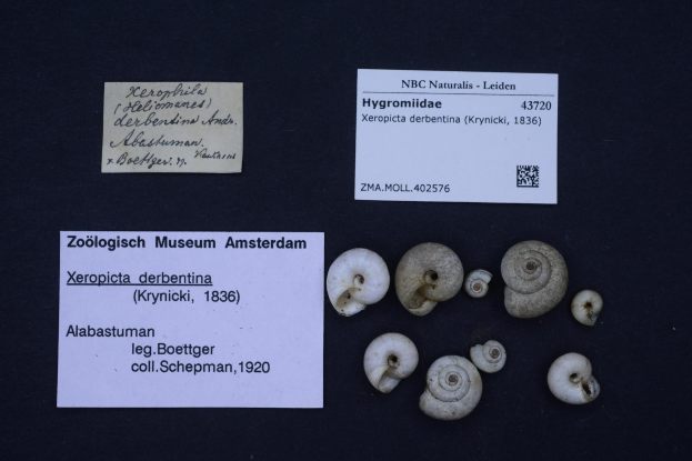A display of ammonite fossils from the Zoologisch Museum in Amsterdam, arranged on a black surface with two informational papers and a barcode.