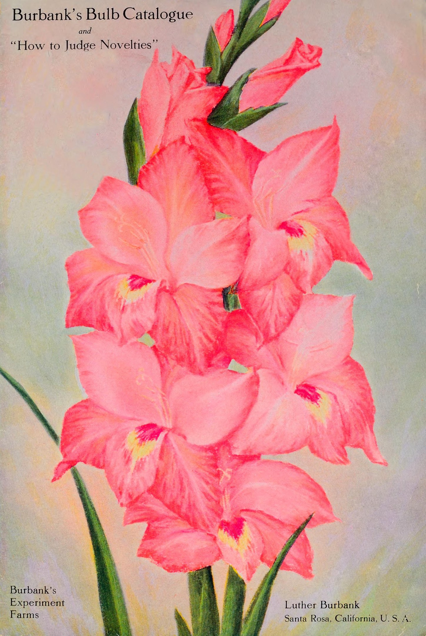 A book cover featuring a painting of pink gladiolus flowers with green leaves and the title "Burbank's Bulb Catalogue: How to Judge Novelties" in bold text.