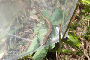 Eine kleine braune Eidechse sitzt auf einem Plastikbeutel umgeben von grünen und getrockneten Blättern am Boden.