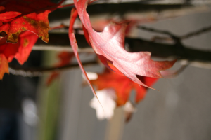 Rote Ahornblätter an Zweigen mit unscharfem Hintergrund.