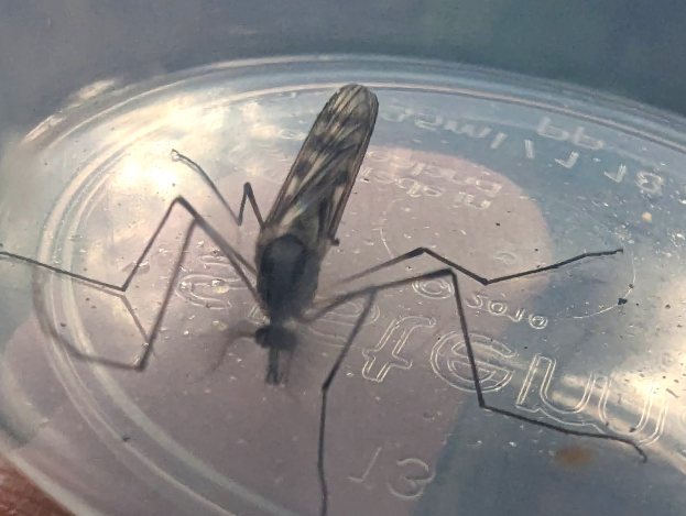 Eine Mücke auf einem wassergefüllten Plastikbehälter auf einem Tisch sitzend.