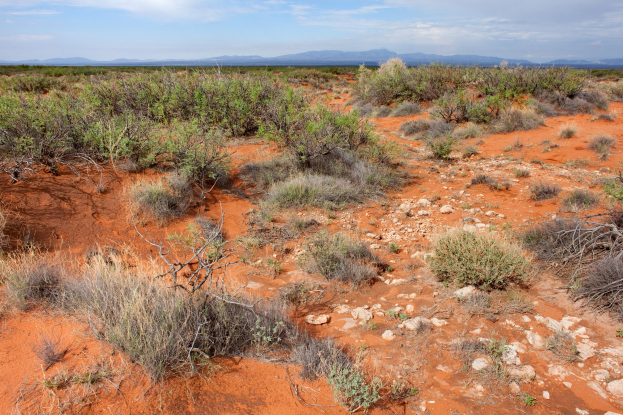 Wüstenlandschaft mit rotem Sand, spärlicher Vegetation einschließlich Pflanzen und Steinen, entfernte Hügel und ein bewölkter Himmel.