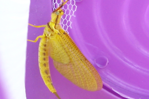 Ein insektenähnliches Plastikobjekt in der Mitte des Bildes.