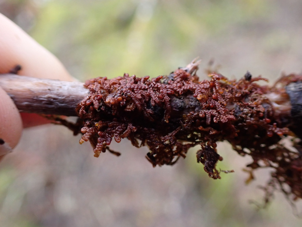 Eine Person, die einen Stock mit brauner Schleimpilzfrucht hält, vor einem unscharfen Hintergrund.