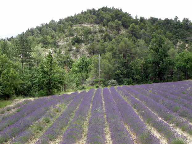 Ein vibrierendes Lavendelfeld in der Provence, Frankreich, mit lila Blumen in voller Blüte, grünen Bäumen und Pfählen mit Drähten unter einem blauen Himmel.