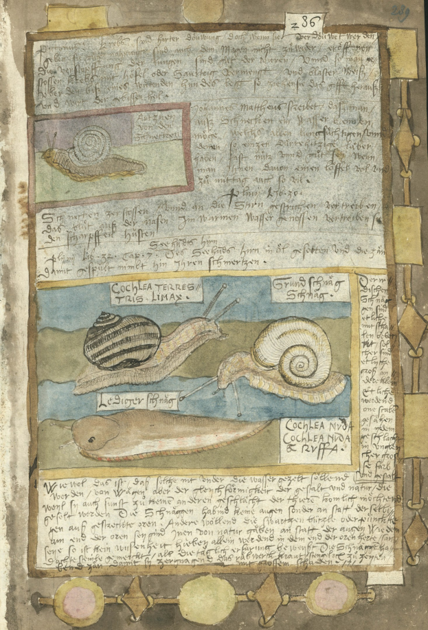 Ein aufgeschlagenes Buch mit einer detaillierten Illustration von zwei Schnecken mit sichtbaren Schalen und Fühlern, begleitet von kursiver Schrift.