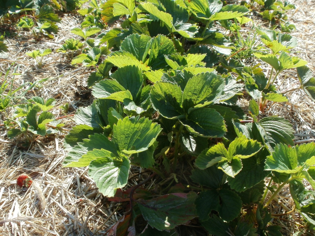 Ein Feld voller Erdbeerpflanzen mit grünen Blättern und roten Beeren, die zwischen trockenem Gras wachsen.