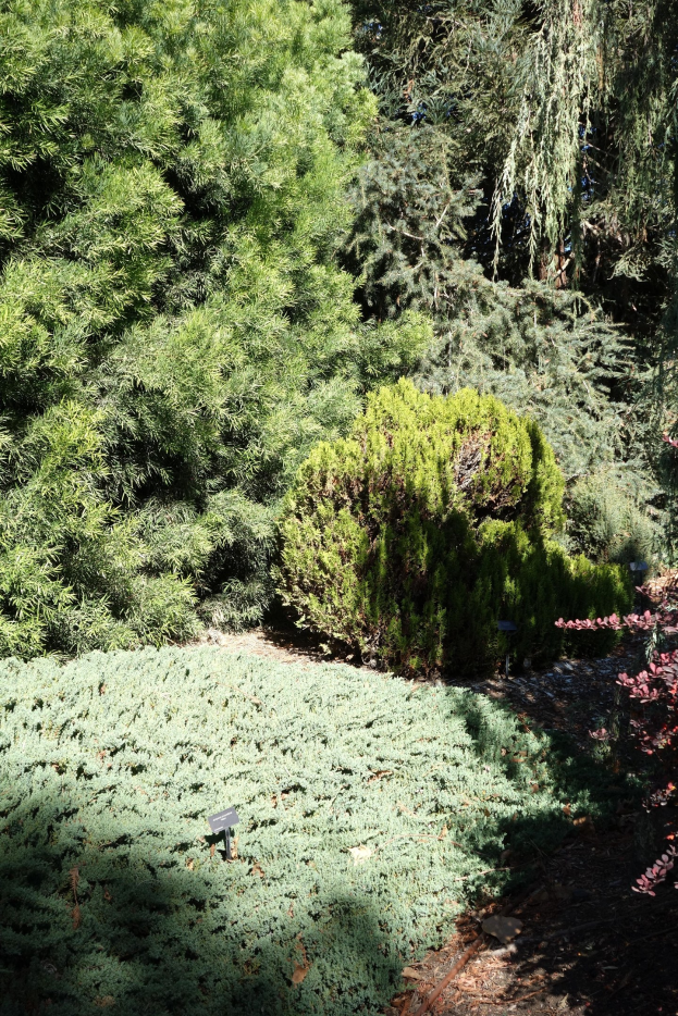 Ein Garten mit dichtem grünem Laubwerk und Bäumen über der Erde.