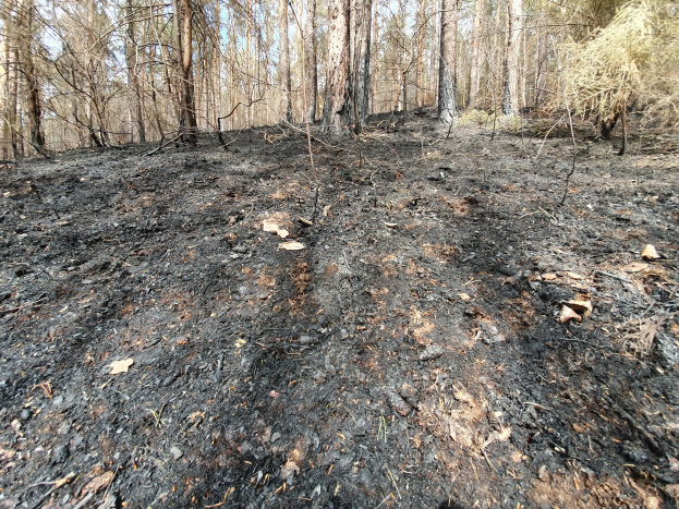 Minister: Behandle den Wald mit Sorgfalt!