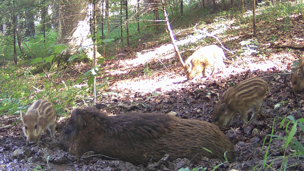 Eine Gruppe von Wildschweinen steht in einem bewaldeten Gebiet, umgeben von Bäumen und Pflanzen.