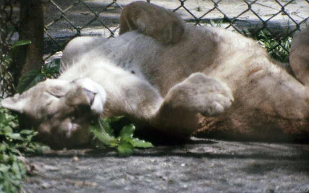 Tierquälerei: Schwangere Katze am Straßenrand ausgesetzt