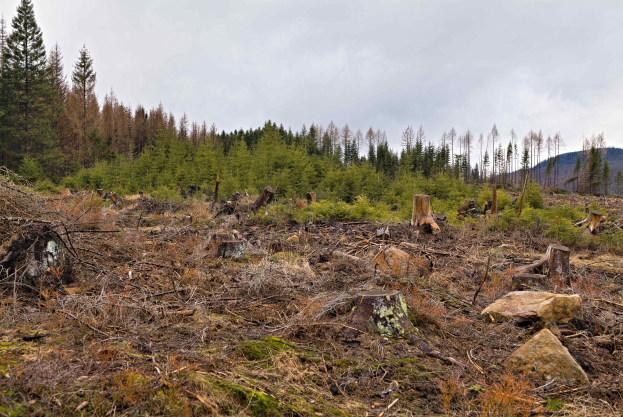 Ein großer Haufen von geschnittenen Bäumen in einer gerodeten Waldlichtung, umgeben von Felsen, spärlicher Vegetation und Gras, mit Hügeln und einem klaren blauen Himmel im Hintergrund.