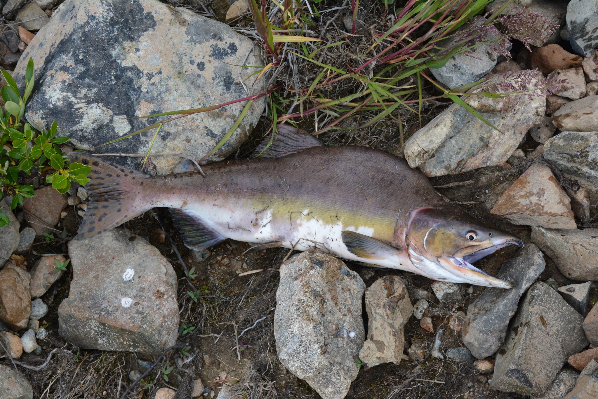 1,5 Millionen Fische unter einem Dach: Riesige Lachsfarm am Walensee geplant