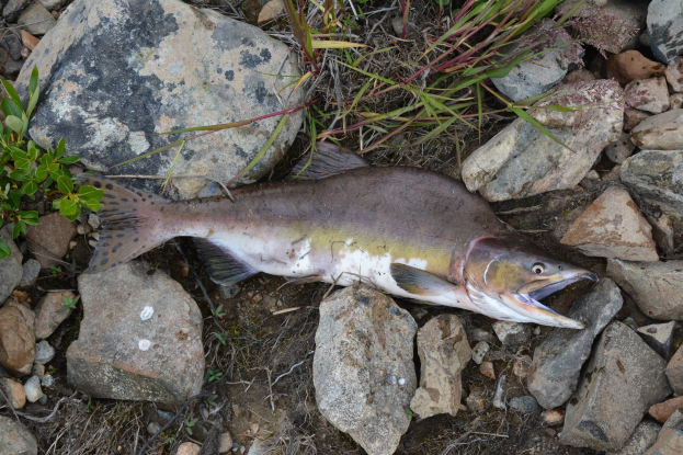 1,5 Millionen Fische unter einem Dach: Riesige Lachsfarm am Walensee geplant
