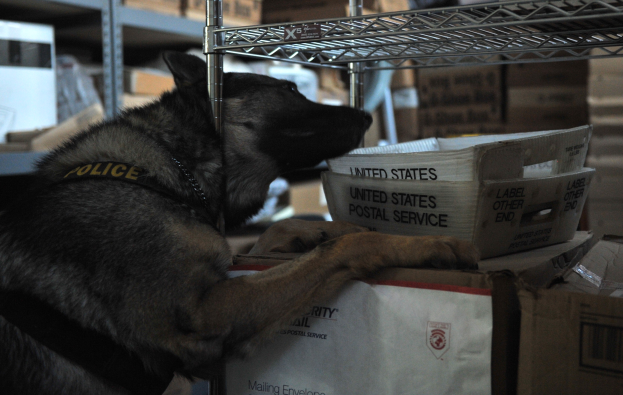 Ein schwarzer und brauner Polizeihund liegt auf einem Stapel Kisten in einem Lagerhaus mit Kartonagen in den umliegenden Regalen.